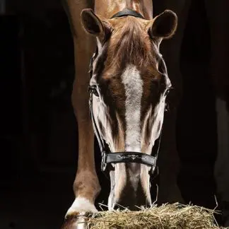 Equiline Timmy nylongrimma 008 Bottlegreen Full