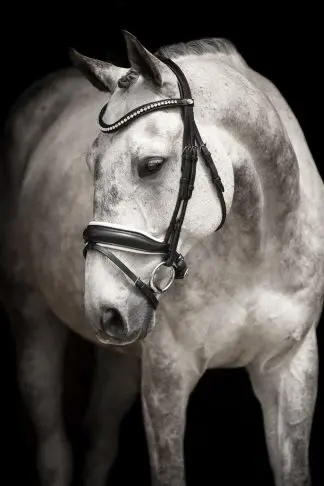 Träns Lippo Integro Grande